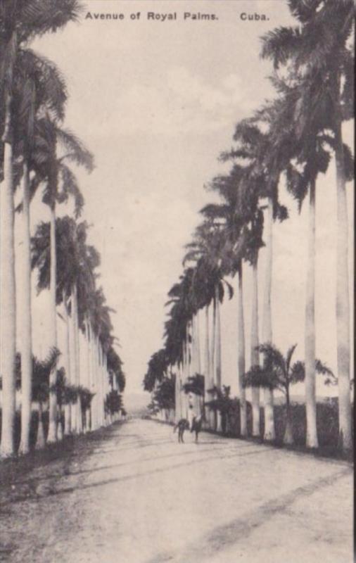 Cuba Havana Avenue Of Royal Palms