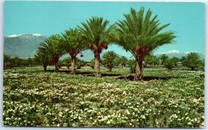 M-56416 Wild Desert Primroses California