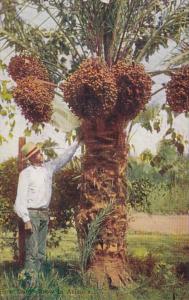 Arizona Date Palm