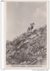 RP: Mountain Sheep , Canadian Rockies , 20-30s