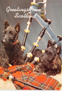 uk50466 greetings from scotland uk scotties dog