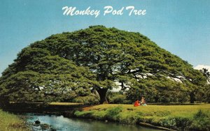 VINTAGE POSTCARD MONKEY POD TREE HARDWOOD USED BY ISLANDER WOODCARVERS IN HAWAII