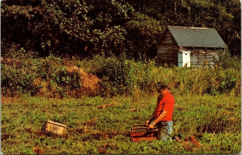 Cape Cod Massachusetts MA Cranberry Harvest Time Pump House VTG Postcard UNP 