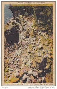 Gannets On The Ledges At Bonaventure Island, Perce, Quebec, Canada, PU-1947