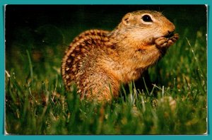 Busy Cheerful Chipmunk - [MX-785]