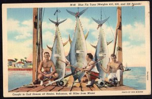 Bahamas BIMINI Blue Fin Tuna (weights 410, 630 and 32 pounds) Gulf Stream LINEN