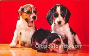 Beagle Pups Natural Color K Card Dog Unused 