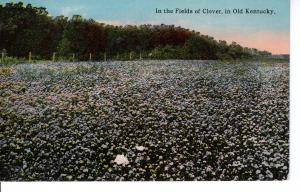 US    PC2046 IN THE FIELDS OF CLOVER IN OLD KENTUCKY