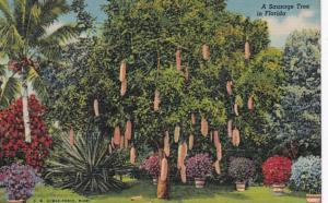 Florida Miami Riviera Gardens Sausage Tree 1955 Curteich