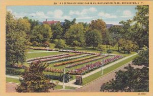 New York Rochester A Section Of Rose Gardens Maplewood Park Artvue