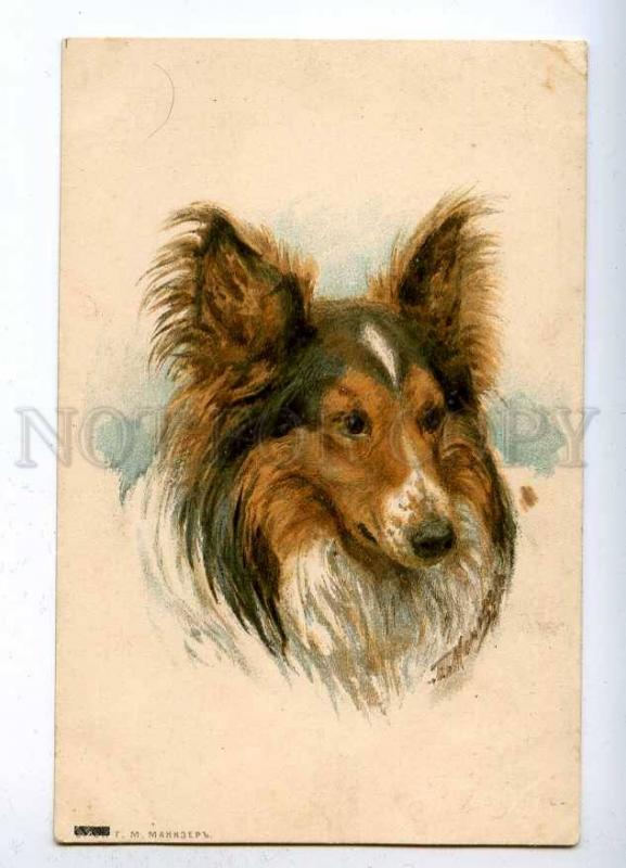 189175 RUSSIA Manizer collie dog vintage St.Eugenie #6081