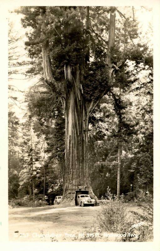 CA - Redwood Highway, Chandelier Tree   *RPPC