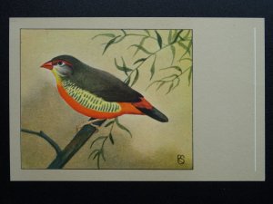 Bird Theme GOLDEN BREASTED WAXBILL c1950s Postcard by P. Sluis Series 6 No.62