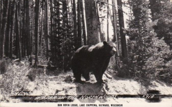 Wisconsin Hayward Lake Chippewa Dun Rovin Lodge A Bear In The Northwoods Real...