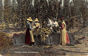 Pickers Picking Hops, Oneonta, NY USA Hop Picking 1913 