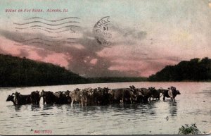 Illinois Aurora Cattle Scene On The Fox River 1908