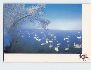 Postcard Whooper Swan, Lake Kussharo, Japan