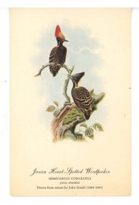 Birds - Javan Heart-Spotted Woodpecker