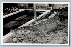 Zulu Florida Crocodile Silver Springs Florida FL RPPC Photo Vintage Postcard