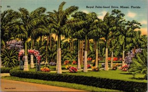 Florida Miami Royal Palm Lined Drive 1941