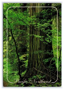 Pacific Northwest Forests Washington Postcard Continental View Card