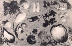RPPC Cape Cod MA, Sea Shells on Beach, Skate Egg, Clam Shell, Beach Plum, 1950's