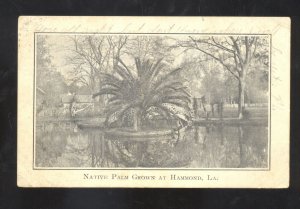 HAMMOND LOUISIANA NATIVE PALM TREE VINTAGE POSTCARD LEAVITT BOLIVAR MISSOURI