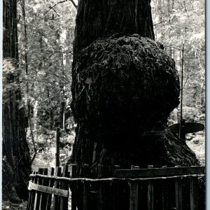 c1940s Santa Cruz, CA Giant Burl RPPC Redwood Big Trees Park Photo Laws Cal A326