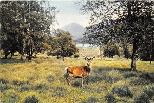 uk47639 red deer stag inverness shire scotland uk