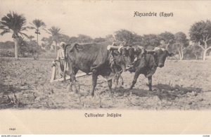 Alexandrie , EGYPT , 00-10s ; Cultivateur Indigene