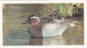 Grandee Vintage Cigarette Card Britains Endangered Wildllife No 14 Garganey