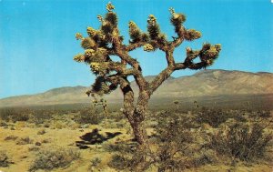 Vintage Desert Joshua Tree Postcard Reno Nevada Postmarked 1950s Mike Roberts