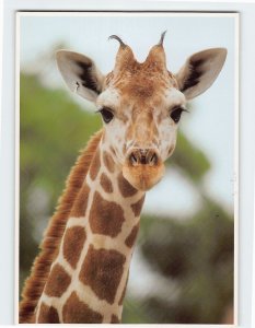 Postcard Cute Giraffe Zoo Atlanta Georgia USA