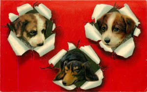 Embossed Postcard Dachshund Puppy and Other Puppies Poke Through Paper Series 30