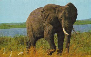 African Elephant