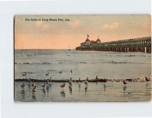 Postcard Sea Gulls at Long Beach Pier, Long Beach, California