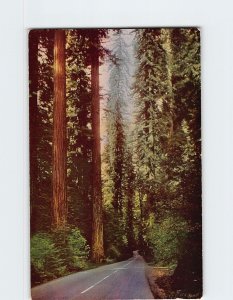 Postcard Avenue Of Giants, California