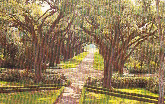 Louisaiana St Francisville Rosedown Plantation and Gardens Avenue Of Oaks