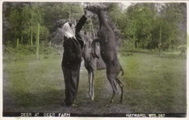 Wisconsin Hayward Feeding Deer At The Deer Farm Real Photo