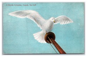 A British Columbia Sea Gull Canada DB Postcard N22