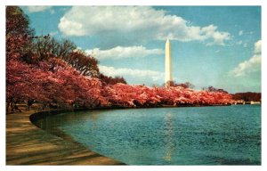 Postcard DC - Washington Monument and Cherry Blossoms