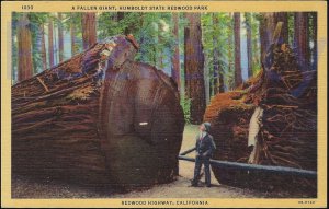 A FALLEN GIANT ON THE REDWOOD HIGHWAY CALIFORNIA