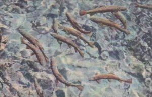 Colorado Colorado Springs Trout In Pool At Seven Falls South Cheyenne Canyon ...