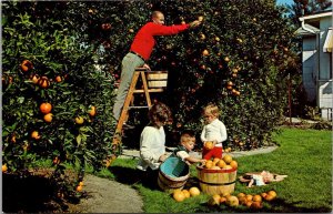 Florida Family Picking Oranges In Their Back Yard