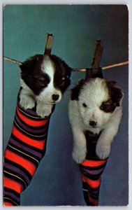 Cute Little Pet Dogs Hanging By The Sacks Puppies White & Black Postcard