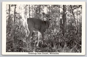 RPPC Beautiful Deer Greetings From Lincoln Minnesota Postcard U25