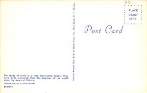 The Story Of Shells View Images 