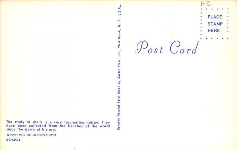 The Story Of Shells View Images 