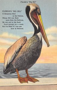 Florida's Big Bill Pelican Birds FL