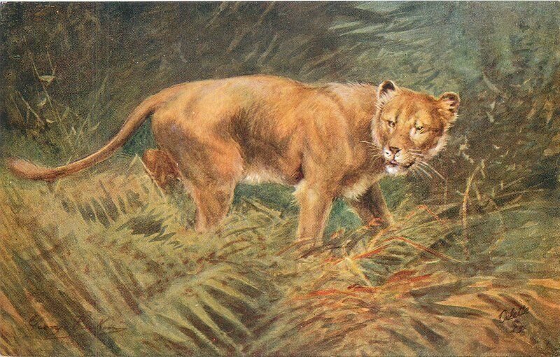 Africa C-1910 Tuck Lioness Postcard roadside 22-7320